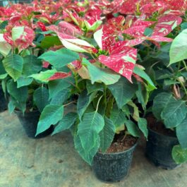 Poisettia ( 6 colour combo)