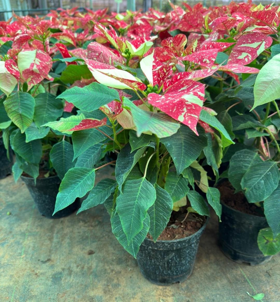 Poisettia ( 6 colour combo) - Image 2