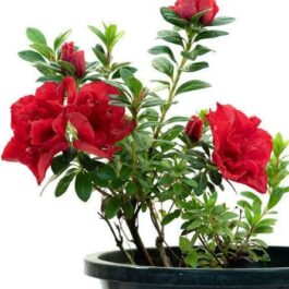 Azelea combo ( 5 different varieties large plants)