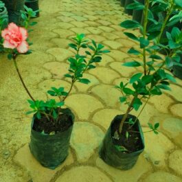 Azelea combo ( 5 different varieties large plants)