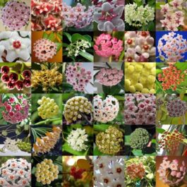 Hoya combo (10 plant varieties)
