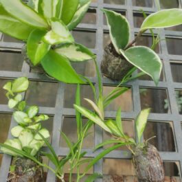 Hoya combo (10 plant varieties)