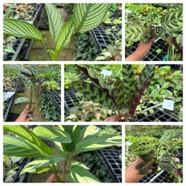 Calathea combo (7 plant varieties)