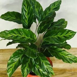 Calathea Louisae (single plant)