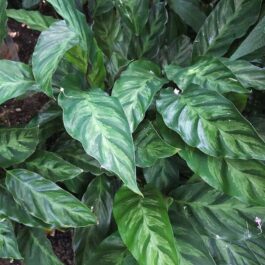 Calathea Louisae (single plant)