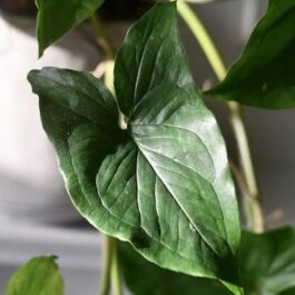 Syngonium Green Arrow (single large plant)
