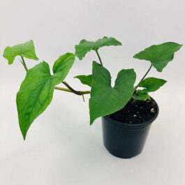 Syngonium Green Arrow (single large plant)