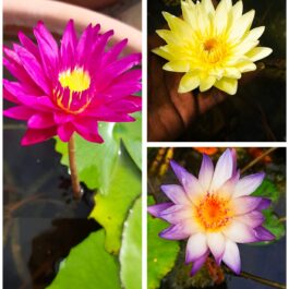 Bulls eye, Carlos sunshine, Southern charm waterlily 365 days bloomer combo