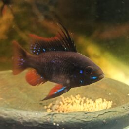 Dark German blue ram large size( pair)