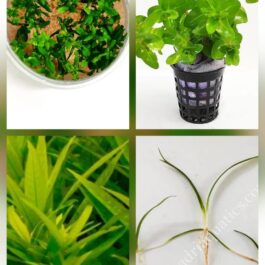 Low tech planted aquarium plant combo