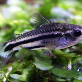 Pygmy corydora ( 6 pcs)