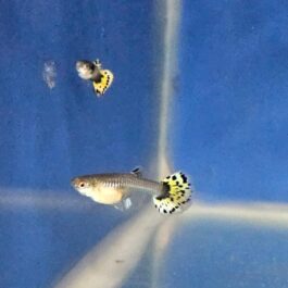 Yellow Cobra Guppy fantail ( pair)