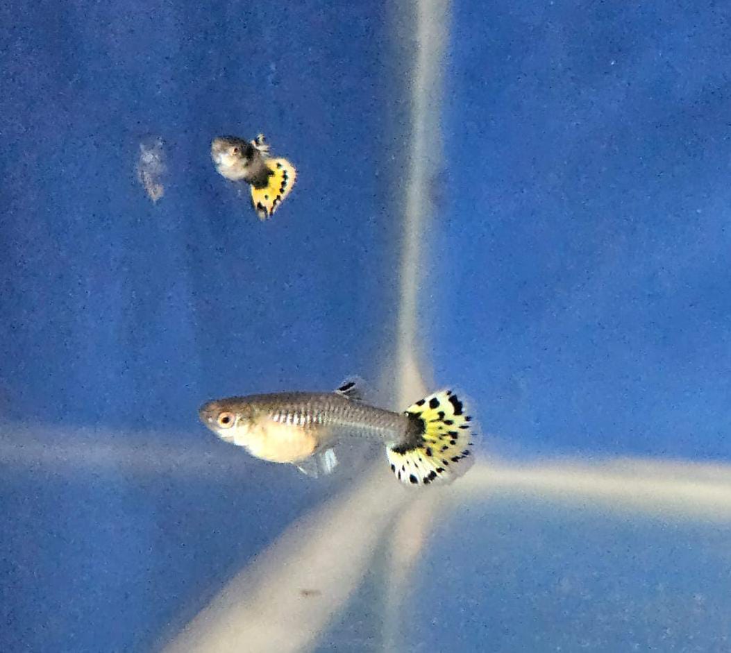 Yellow Cobra Guppy fantail ( pair) - Image 2