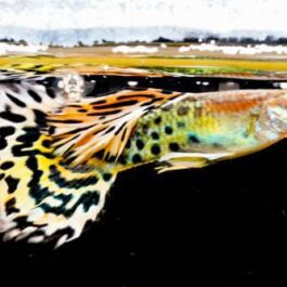 Yellow Cobra Guppy fantail ( pair)