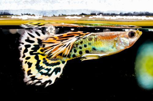 Yellow Cobra Guppy fantail ( pair)