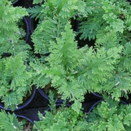 Peacock Fern / Selaginella Willdenowii (plant clump)