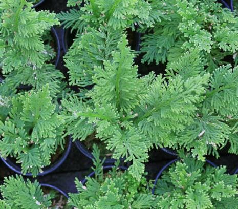 Peacock Fern / Selaginella Willdenowii (plant clump) - Image 2