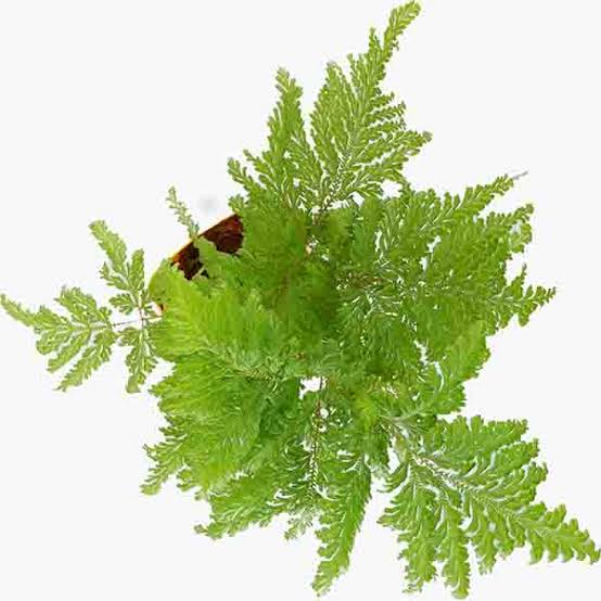 Peacock Fern / Selaginella Willdenowii (plant clump) - Image 3