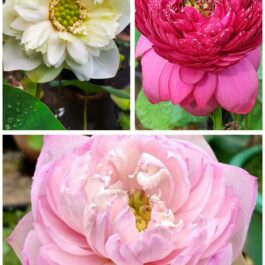 Heavy bloomer lotus tuber combo ( tropical)