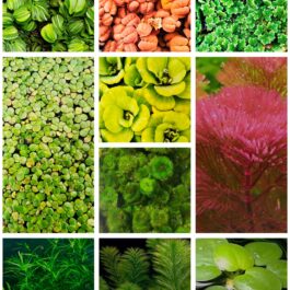 Floating pond plants combo ( 10 varieties)