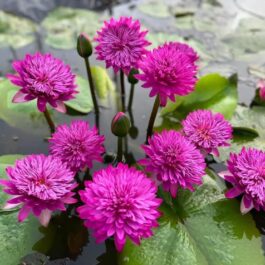 Tropical waterlily flower plant (365 days bloomer)