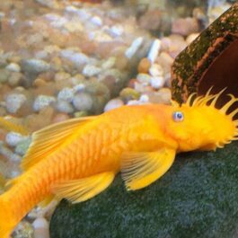 Blue eyed lemon bristle nose pleco ( 3 pcs)