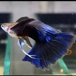 HB Blue C Fin Ribbon guppy pair
