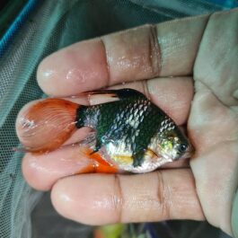 Tiger barb vailtail (4 pcs)