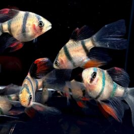 Tiger barb vailtail (4 pcs)
