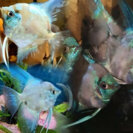 Blue Paraiba Angel Lineage F1 ( 4 pcs)