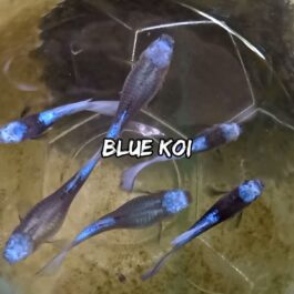 Blue koi guppy ( pair)