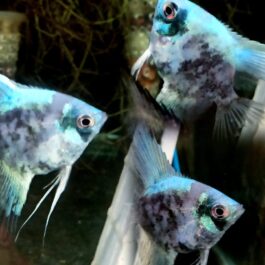 Rare paraiba angel combo ( 2 pcs smokey paraiba and 2 pcs blue paraiba)