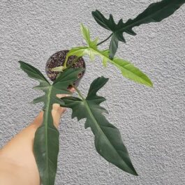 Philodendron longilobatum (small plant pot)