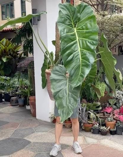 Philodendron Maximum (small plant pot) - Image 5