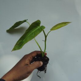 Philodendron Maximum (small plant pot)