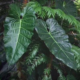 Philodendron Maximum (small plant pot)