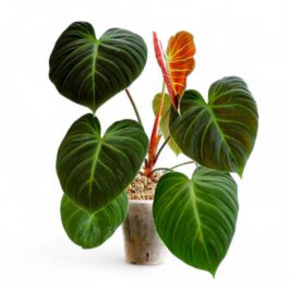 Philodendron El Choco Red (medium sized plant jiffy)