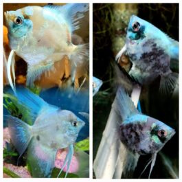 Rare paraiba angel combo ( 2 pcs smokey paraiba and 2 pcs blue paraiba)