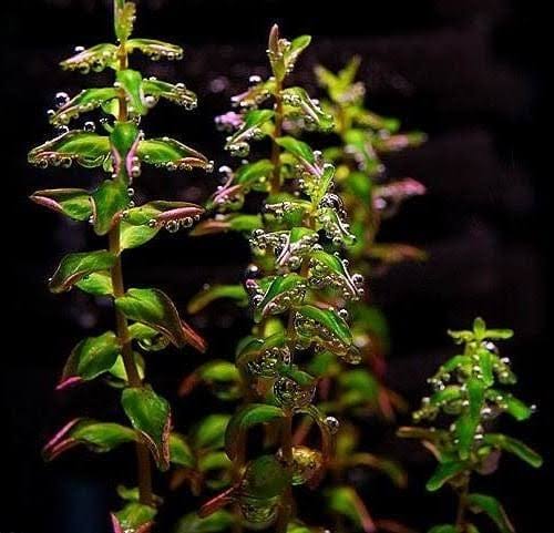 Rotala pearl (6 stems) - Image 4