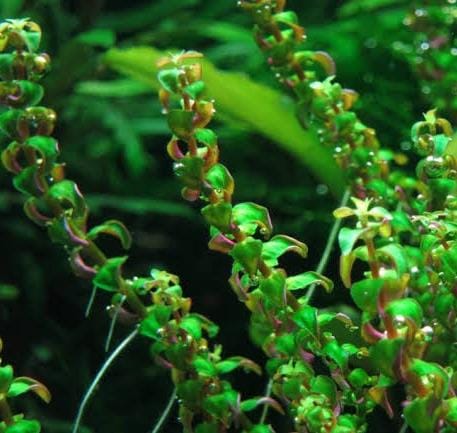 Rotala pearl (6 stems) - Image 3