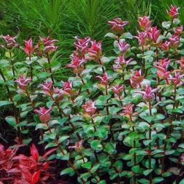 Rotala pearl (6 stems)