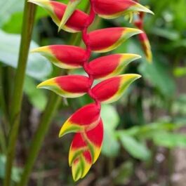 Heliconia rostrata /Hanging Lobster Claw (single plant rhizome)