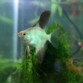 Bulgarian seal point angel ( 4 pcs)