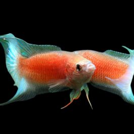 Flame paradise/ red paradise / ice blue paradise gourami ( 3 pcs)