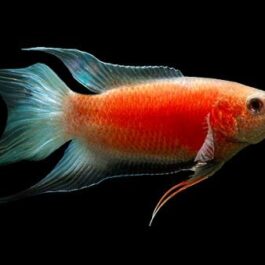 Flame paradise/ red paradise / ice blue paradise gourami ( 3 pcs)