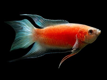 Flame paradise/ red paradise / ice blue paradise gourami ( 3 pcs) - Image 2