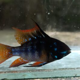 Dark german blue ram adult large sized ( 1 fish)