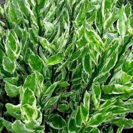 Pedilanthus Variegated (5 plant cutting)