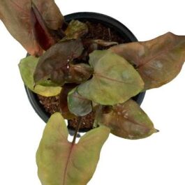 Syngonium bronze (Single plant)