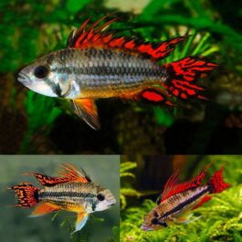 Apistogramma Cacatuoides triple red ( 1 pair)